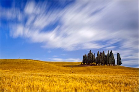 simsearch:862-05998057,k - Italy, Tuscany, Siena district, Orcia Valley, Cypress on the hill near San Quirico dOrcia Stock Photo - Rights-Managed, Code: 862-06677096