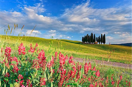 san quirico d'orcia - Italy, Tuscany, Siena district, Orcia Valley, Cypress on the hill near San Quirico dOrcia Foto de stock - Con derechos protegidos, Código: 862-06677100