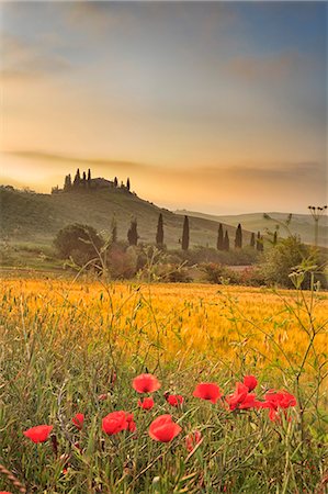 Italy, Tuscany, Siena district, Orcia Valley, Podere Belvedere near San Quirico dOrcia Photographie de stock - Rights-Managed, Code: 862-06677103