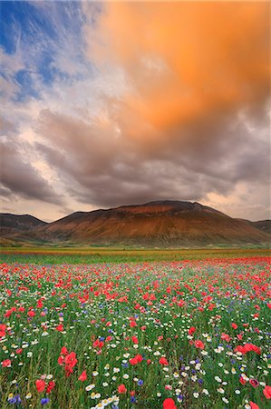 poppy fields - Italy, Umbria, Perugia district, Monti Sibillini NP, Norcia, Castelluccio. Stock Photo - Rights-Managed, Code: 862-06677155