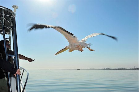 Pelicans in flight and tour boat, Harbor Cruise, Walvis Bay, Namibia, Africa Stock Photo - Rights-Managed, Code: 862-06677157