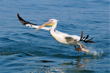 pelícano - Africa, Namibia, Walvis Bay, Pelican in flight Foto de stock - Con derechos protegidos, Código: 862-06677158