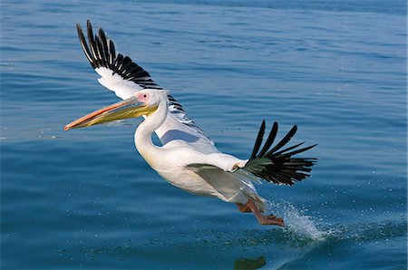 pelícano - Africa, Namibia, Walvis Bay, Pelican in flight Foto de stock - Con derechos protegidos, Código: 862-06677159