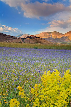 fields and village - Italy, Umbria, Perugia district, Monti Sibillini NP, Norcia, Castelluccio. Stock Photo - Rights-Managed, Code: 862-06677152