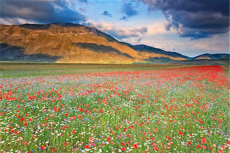 simsearch:862-06677153,k - Italy, Umbria, Perugia district, Monti Sibillini NP, Norcia, Castelluccio. Fotografie stock - Rights-Managed, Codice: 862-06677153