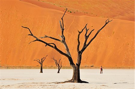 sossusvlei - Tourist in Dead vlei at Sossusvlei, Namib Naukluft Park, Namibia, Africa Photographie de stock - Rights-Managed, Code: 862-06677168