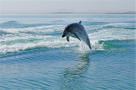 dolphins swimming in the ocean - Africa, Namibia, Walvis Bay, Dolphins in the harbour Stock Photo - Rights-Managed, Code: 862-06677160