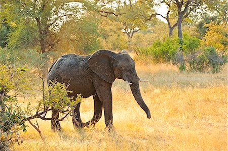 safari a animals - Africa, Namibia, Caprivi, Elephant in the Bwa Bwata National Park Stock Photo - Rights-Managed, Code: 862-06677195