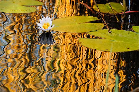 simsearch:862-06677186,k - Africa, Namibia, Caprivi, Bwa Bwata National Park, Lily pads reflecting in the water Stock Photo - Rights-Managed, Code: 862-06677198