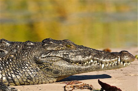 simsearch:862-06677186,k - Africa, Namibia, Caprivi, Crocodile in the Bwa Bwata National Park Stock Photo - Rights-Managed, Code: 862-06677193