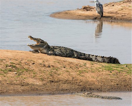 Marsh crocodiles in Yala National Park.  This large park and the adjoining nature reserve of dry woodland is one of Sri Lanka s most popular wildlife destinations. Foto de stock - Con derechos protegidos, Código: 862-06677457