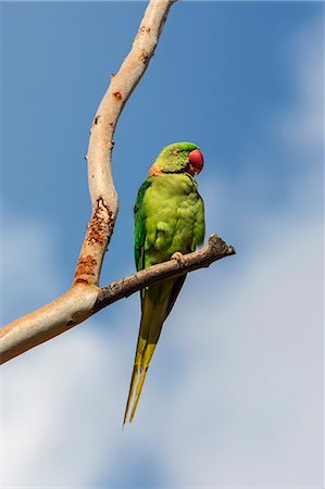 simsearch:862-06677477,k - A beautiful Alexandrine Parakeet in Udawalawe National Park, Sri Lanka Foto de stock - Direito Controlado, Número: 862-06677465