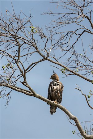 eagles perched on tree branch - A Crested Hawk-Eagle in Udawalawe National Park, Sri Lanka Stock Photo - Rights-Managed, Code: 862-06677466