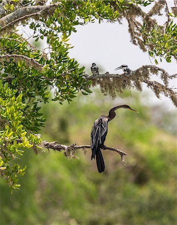 simsearch:862-06677477,k - An Indian Darter and two Pied Kingfishers in Yala National Park.  This large park and the adjoining nature reserve of dry woodland is one of Sri Lanka s most popular wildlife destinations. Foto de stock - Direito Controlado, Número: 862-06677460