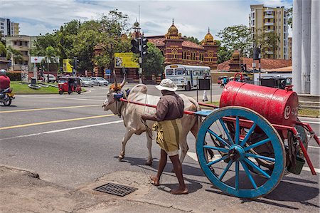 A man leads his ox cart to a busy round-a-bout in Colombo.  He makes deliveries of paraffin from a drum on the back of his cart to small traders for re-sale, Colombo, Sri Lanka Foto de stock - Con derechos protegidos, Código: 862-06677475