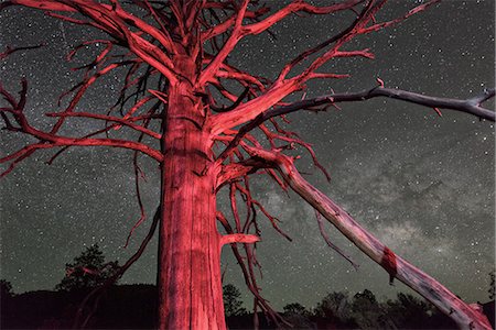 Dead tree and nights sky at Sunset Crater National Monument, Arizona, USA Foto de stock - Con derechos protegidos, Código: 862-06677509