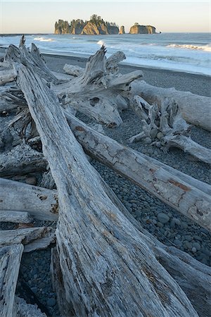 Deiftwood at Rialto Beach, Olympic National Park, Clallam County, Washington, USA Photographie de stock - Rights-Managed, Code: 862-06677622