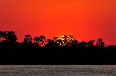 Sunset over water with palm trees,, Zambezi River, near Victoria Falls, Zimbabwe, Africa Stock Photo - Rights-Managed, Code: 862-06677646