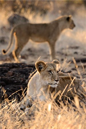 safari zimbabwe - Africa, Zimbabwe, Victoria Falls, Walk with  Lions, Stock Photo - Rights-Managed, Code: 862-06677651