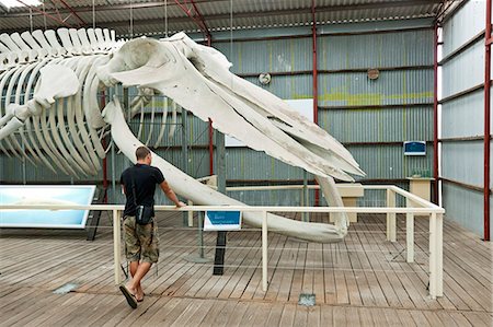 Australia, Western Australia, Albany, Frenchman Bay.  Tourist viewing blue whale skeleton at Whale World museum, at the former Cheynes Beach Whaling Station. Stockbilder - Lizenzpflichtiges, Bildnummer: 862-06824908