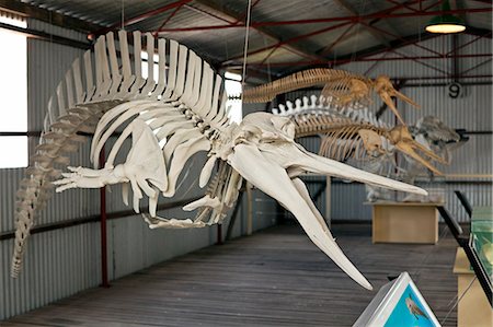 frenchman bay - Australia, Western Australia, Albany, Frenchman Bay.  Dolphin skeleton at Whale World Museum, formerly the Cheynes Beach Whaling Station. Photographie de stock - Rights-Managed, Code: 862-06824909