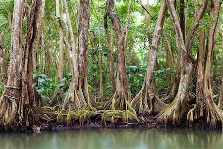 forêt tropicale - Dominica, Portsmouth. Trees on the Indian River. Photographie de stock - Rights-Managed, Code: 862-06825263
