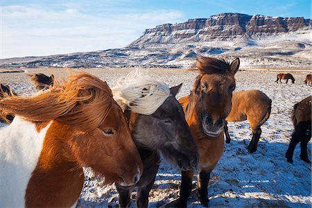 Europe, Iceland, Northern Iceland, Icelandic horses Stock Photo - Rights-Managed, Code: 862-06825568