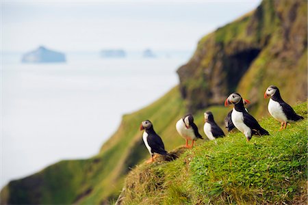 Iceland, Vestmannaeyjar, volcanic Westman Islands, Heimaey Island, puffin (Fratercula arctica) Photographie de stock - Rights-Managed, Code: 862-06825706