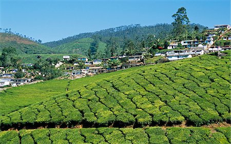 India, Kerala, Munnar.  View of tea plantation with Munnar in the background. Stock Photo - Rights-Managed, Code: 862-06825788