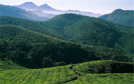 simsearch:400-07124005,k - India, Kerala, Munnar.  View of tea plantations and the hills above Munnar on the way to Top Station. Stockbilder - Lizenzpflichtiges, Bildnummer: 862-06825789