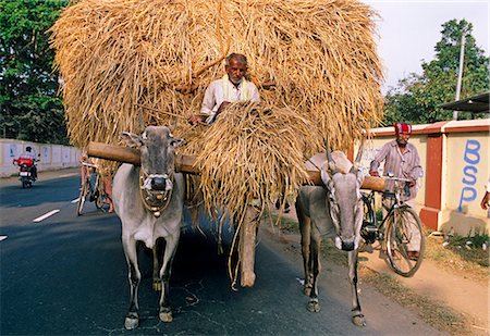 Asia, India, Southern Karnataka, Srirangapatnam, near Mysore.  A man transports a large load of straw on a cart with two bullocks. Stock Photo - Rights-Managed, Code: 862-06825818