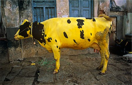 simsearch:862-06825811,k - Asia, India, Southern Karnataka, Mysore. Cow painted yellow for Pongal harvest festival. Stock Photo - Rights-Managed, Code: 862-06825812