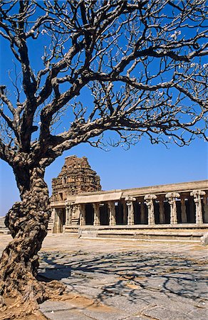 simsearch:862-06825860,k - Asia, India, Karnataka, Hampi.  Ancient tree in the Vitthala temple complex. Foto de stock - Con derechos protegidos, Código: 862-06825833