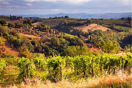 san gimignano - Italy, Tuscany, San Gimignano. Typical Tuscan countryside in the province of San Gimignano Foto de stock - Con derechos protegidos, Código: 862-06825967