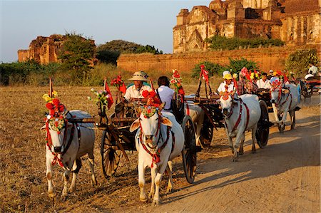 paya - Myanmar, Burma, Mandalay Region, Bagan. Often used by tourists to visit Bagan's pagoda-dotted plain, caparisoned bullocks pull carts through the site. Stock Photo - Rights-Managed, Code: 862-06826074