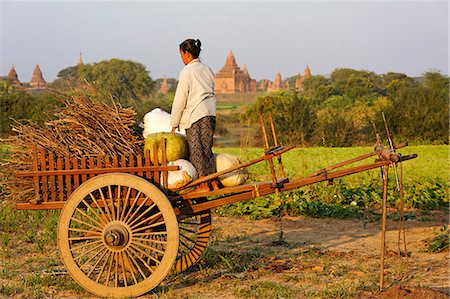 Myanmar, Burma, Mandalay Region, Bagan. Among the site's famous pagodas, a villager gathers fodder from fields which have been cultivated for centuries. Photographie de stock - Rights-Managed, Code: 862-06826076