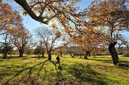 Chestnut trees in Autumn. Sao Mamede Natural Park, Portugal (MR) Stock Photo - Rights-Managed, Code: 862-06826143