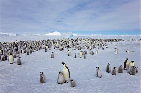 simsearch:862-07495731,k - Western Antartica, Antarctic Peninsula, Snow Hill Island, Weddell Sea. Emperor Penguin breeding colony with chicks of four to five months old. Photographie de stock - Rights-Managed, Code: 862-07495734