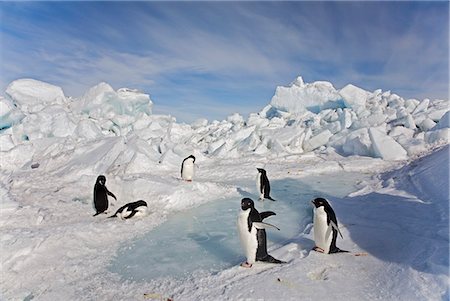 simsearch:862-05996644,k - Antarctica, Robertson Bay, Cape Adair, Ross Sea, Southern Ocean. A party of Adelie Penquin walking among storm-tossed ice rubble washed up on a beach at Cape Adare. Foto de stock - Direito Controlado, Número: 862-07495739