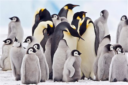 Western Antartica, Antarctic Peninsula, Snow Hill Island, Weddell Sea. Adult Emperor Penguins gather with their 4 month old chicks at their breeding colony on the fast ice to socialise and feed their young. Photographie de stock - Rights-Managed, Code: 862-07495733