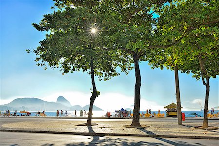 street trees - Copacabana Beach, Rio de Janeiro, Brazil, South America Stock Photo - Rights-Managed, Code: 862-07495835