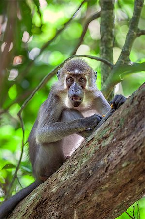 simsearch:862-06543283,k - Central African Republic, Dzanga-Sangha, Bai-Hokou.  An Agile mangabey in the tropical rainforest of Dzanga-Sangha. Stock Photo - Rights-Managed, Code: 862-07495857