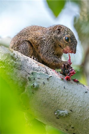 rongeur - Central African Republic, Dzanga-Ndoki, Dzanga-Bai.  A very unusual sight of a Bush squirrel eating a bird at Dzanga-Bai. Photographie de stock - Rights-Managed, Code: 862-07495860