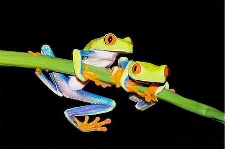 Red-eyed Tree Frogs (Agalychins callydrias) on green plant stem, Costa Rica Photographie de stock - Rights-Managed, Code: 862-07495877