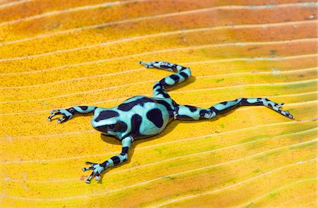 frog - Black and green dart frog (Dendrobates auratus), Costa Rica Foto de stock - Con derechos protegidos, Código: 862-07495883