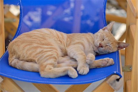 sleeping cats - Cat asleep on a chair in Santorini, Kyclades, South Aegean, Greece, Europe Photographie de stock - Rights-Managed, Code: 862-07495914