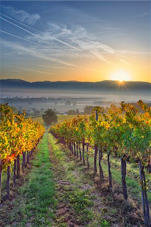 Italy, Umbria, Perugia district. Autumnal Vineyards near Montefalco. Stockbilder - Lizenzpflichtiges, Bildnummer: 862-07495939