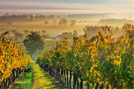 farm, not people - Italy, Umbria, Perugia district. Autumnal Vineyards near Montefalco. Stock Photo - Rights-Managed, Code: 862-07495940