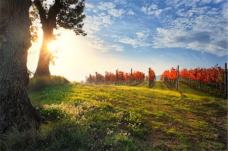 simsearch:862-08090466,k - Italy, Umbria, Perugia district. Autumnal Vineyards near Montefalco. Fotografie stock - Rights-Managed, Codice: 862-07495943