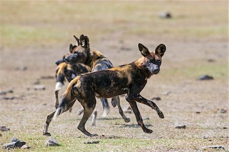 simsearch:862-03888733,k - Kenya, Central Kenya, Nyeri County, Ol Pejeta Conservancy.  Wild dogs on the moveKenya, Central Kenya, Laikipia County, Ol Pejeta Conservancy.  Wild dogs on the move. Photographie de stock - Rights-Managed, Code: 862-07495966